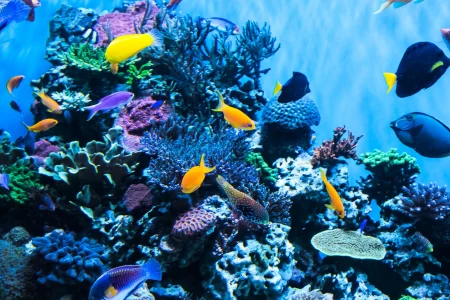 Grand Aquarium Trip – Hurghada