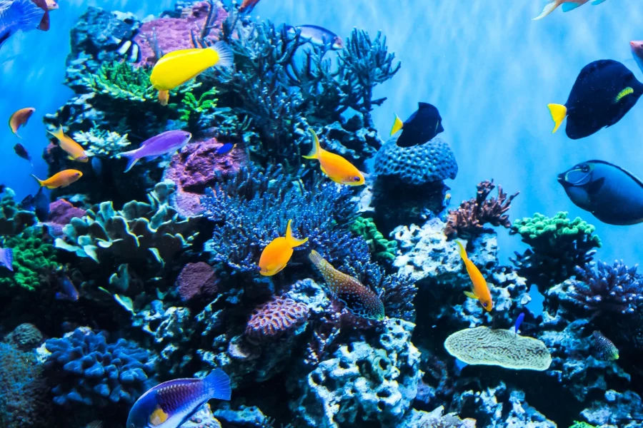 Grand Aquarium Trip – Hurghada