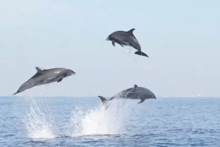 Dolphin House Trip – Hurghada